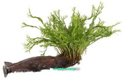 Aquarium Fan Wurzel mit Javafarn - Microsorum Pteropus Windelov On Wood - Small