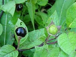 Genipap 50 pezzi di semi di piante Atropa...