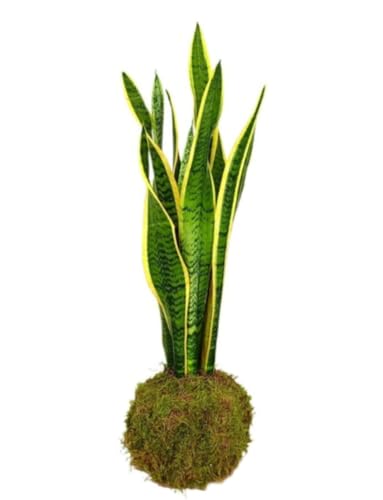 Planta natural Kokedama de Sansevieria, 60-70 cm. Planta en bola de musgo, decorativa y fácil de cuidar. Segura Garden.