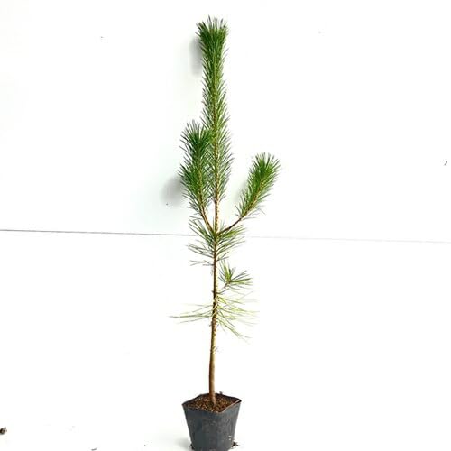 Amazon.co.jp: クロマツ 樹高0.8m前後 10.5cmポット 【 単 品 】 くろ