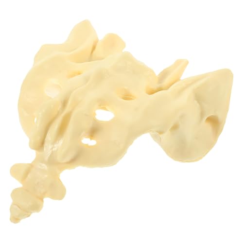 Modèle lisse anatomique PVC taille réelle FRCOLOR pour médecin pratique médicale et éducation