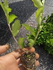 Barbados, Acerola Cherry Tree Plant, 3 Plants, Pesticide Free!!