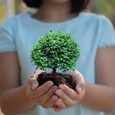 **BONSAI HOUSE** Table Kamini Bonsai Plant Live A Table Display of Home Beauty" Oxygen Live Plant For Indoor Home Dacoration (PACK OF 1)