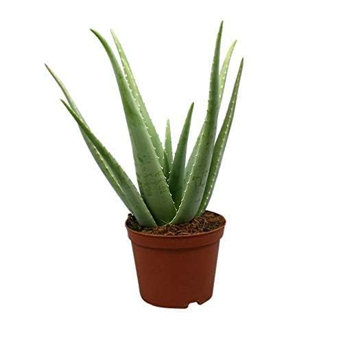 GREEN MAGICIAN Aloe vera Medicinal live Plant with Black Nursery Pot & Moon Cactus Plant 2 plant 2 black or white pot free (B0CK27MSJ1) Amazon Price History, Amazon Price Tracker