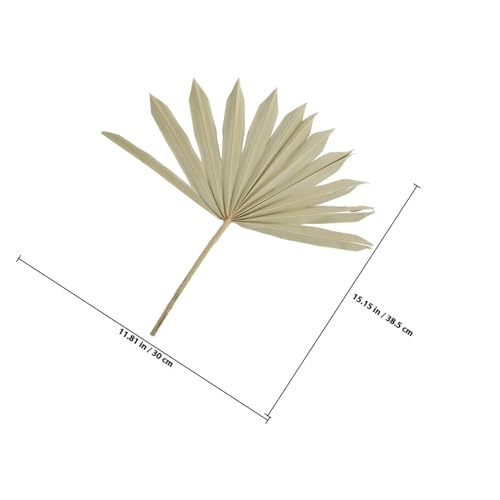Decoración Natural Hoja de Palma Secada para Arreglos miniatura 2