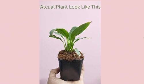Image of Live Peace Lily Plant Combo (Pack of 2) - Dark Pink & Light Pink Flowering Plant with 3 Inch Black Plastic Pot | Indoor Plant for Home, Office & Living Room