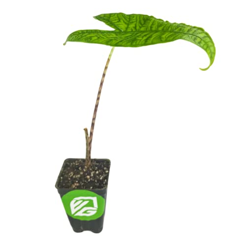 Reticulata Elephant Ear Live Plant - Alocasia Zebrina by Wellspring