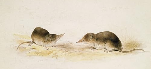 Affiches et gravures Les musaraignes par Edward Lear décoration murale 60x90