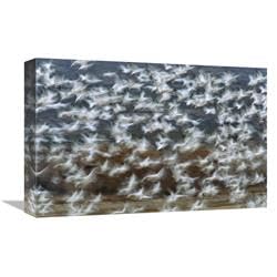 12 x 18 in. Snow Goose Flock Taking Flight, Bosque Del Apache National Wildlife Refuge, New Mexico Art Print - Tom Vezo