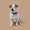 GrWisdAT 3PCS Paw Print Mold Silicone Dog Paw Resin Mold Blue Dog Tag Charm Resin Molds for Keychain Necklace Pendant DIY Crafts Jewelry Epoxy Resin Casting Tools #5