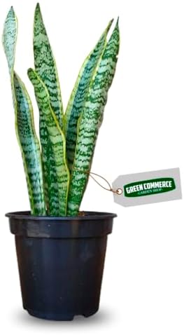 Muda de Espada de Santa Bárbara Amarela Ideal Para Ambientes Inte...