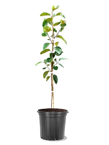 American Plant Exchange Fuyugaki Persimmon Tree, 5 Gallon Pot, 2-3ft Tall, Large Outdoor Landscape...
