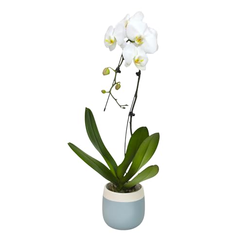 Large White Live Orchids Blooming in 5' Blue & White Orchid Pot, Pet Friendly Live Plant Gifts for...