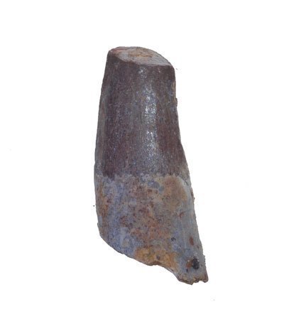 Dinosaur Tooth Genuine Large Spinosaurus Natural Fossil 1 1/2" (Qty=1) by uMuseum
