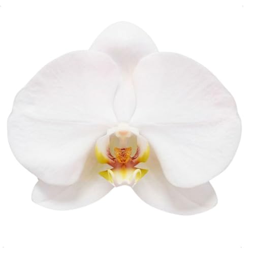 Orquídea Phalaenopsis Alba Planta Natural Adulta Exotica Rara Viv...