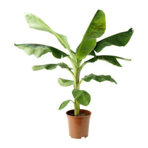 See full amazon price history chart for Mphmi Lives Plants Banana - G9, Kela - Plants Mphmi Lives Plants Banana - G9, Kela - Plants (B09SVSC7KY) Amazon Price History, Amazon Price Tracker