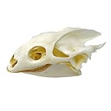 iBedding Taxidermy Real Animals Skull Decor - Model Animals Bones Specimen,Taxidermy Supplies for Science Education,Collection (Turtle)