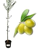 Piantine da Orto