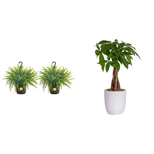 Costa Farms Ferns, Live Premium Boston Fern Plants In Hanging Basket Planters & Money Tree, Easy Care Indoor Plant, Live Houseplant In Modern Decor Planter Pot, Bonsai Potted In Potting Soil #TOP12