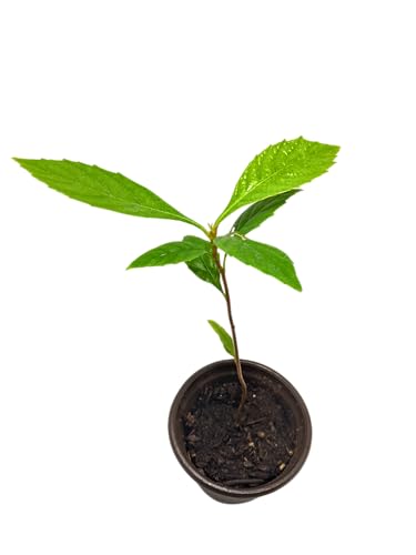 VISTAVERA Live Loquat Fruit Tree Seedling, 10-12\" Tall in 4\" Black Nursery Pot, Fruit Plant