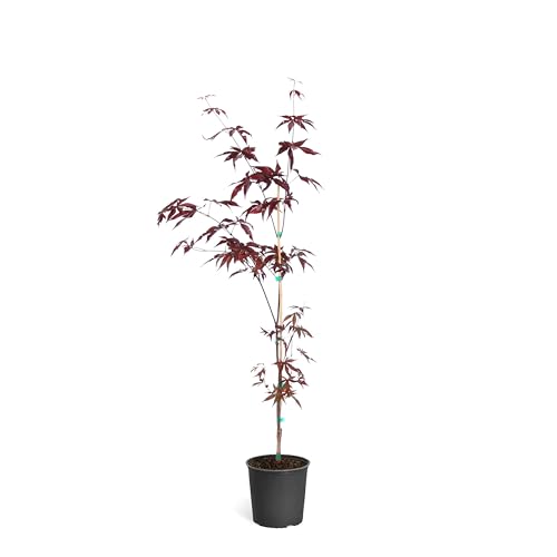 Brighter Blooms - Emperor Japanese Maple Tree, 1-2 ft. - No Shipping t