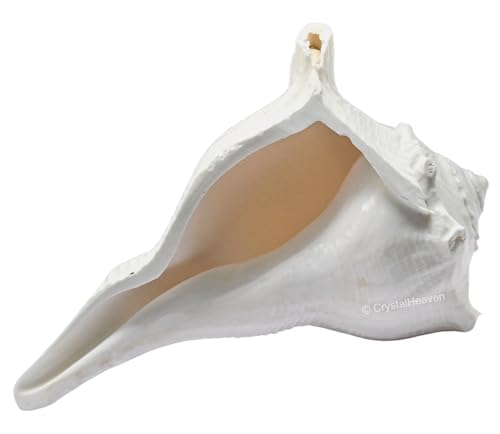 Image of Crystal Heaven Dakshinavarti Shankh Original - 4 to 5 inch inches Large Dakhinabarti Sankha for Puja Original Conch Shell - Natural Dakshinmukhi Shankh for Pooja, Meditation and Gifts
