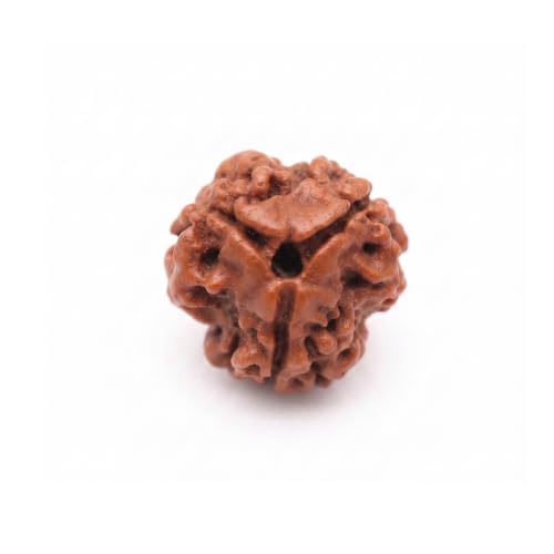 Image of Arihant Gems & Jewels 3 Mukhi /Faced Nepali Rudraksha | Natural & Certified | Astrological Three Mukhi /Faced Rudraksha | Positive Effect | Unisex Both for Men & Women.