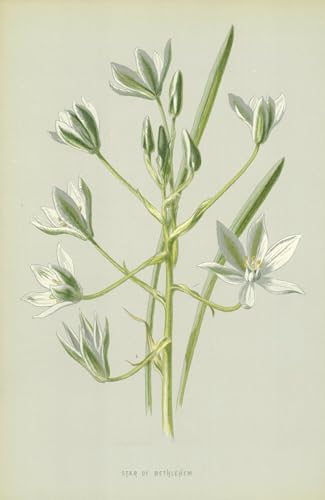 Lienzo Stella di Betlemme de Frederick Edward Hulme: una obra que llena de armonía tu hogar