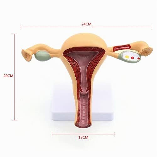Modèle d'anatomie génitale féminine Modèle d'enseignement médical génito-urinaire de l'utérus