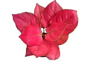 Aglaonema Red Lipstick Indoor Plant-image-15