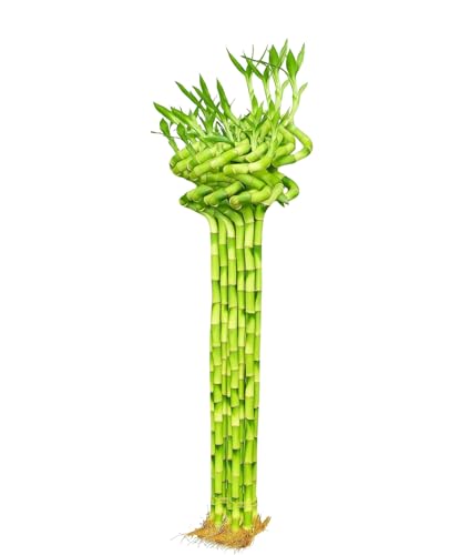 Image of Pot's & Plant's Spiral Lucky Bamboo Live Plant 90cm Dancing Sticks Indoor Air-Purifying Plant for Home & Office Decor Feng Shui & Vastu Good Luck Plant with Growth Booster (6 Stalks, 1 Bundle)