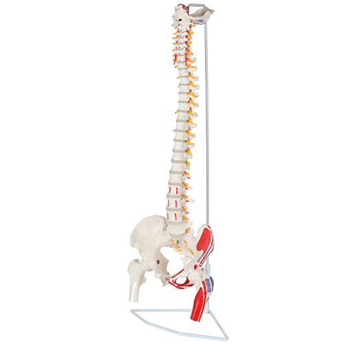 Image of Painted Flexible Spine Model, 36 inch Life Size Spinal Cord Anatomy Model Demonstrates Muscle Origins,Insertion Points,Vertebrae, Nerves, Arteries, Lumbar Column, Includes Stand