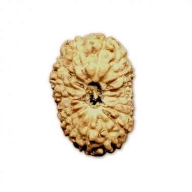 17 Mukhi Rudraksha perles en vrac d'Indonésie Ganesha Arts 18 mm 20 mm pour création mala