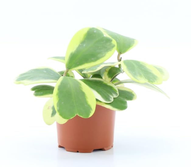Hoya Kerrii Love Heart - Pianta a foglia singola in vaso da 12 cm, altezza 20 cm