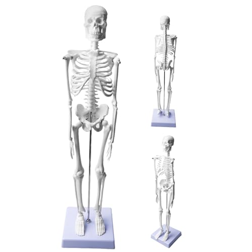 Dimensioni ottimizzate: il modello anatomico a scheletro compatto da 45 cm offre una perfetta visibilità in spazi limitati. Questo pratico modello anatomico di scheletro umano misura 45 cm di altezza con base 12,1 x 12,1 cm per una presentazione stabile. Il pratico scheletro da 45 cm modello anatomia è ideale per studi sulla scrivania