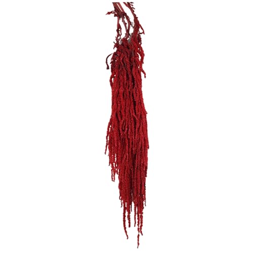 Ramo de Flores Secas Amaranthus 60-80 cm Rojo miniatura 2