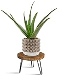 OBTAIN Plant Stand Indoor Outdoor, Wooden plant Stool, Mid Century Plant Stand for Indoor Plants, Wood Modern Plant Holder Rattan Flower, Low Short Boho Rustic Planter Stand Fit 5-15 Inch Pot(M)