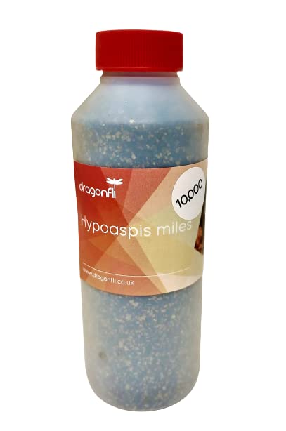 Hypoaspis Miles Predatory Mites - Kill Sciarid Fly/Fungus Fly Larvae & Thrip Pupae (10000)