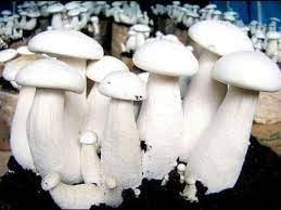 ND PLANT BAZAR milky mushroom spawn seeds (200gm) 1 packet ND012 (B0CPPFD3BX) Amazon Price History, Amazon Price Tracker