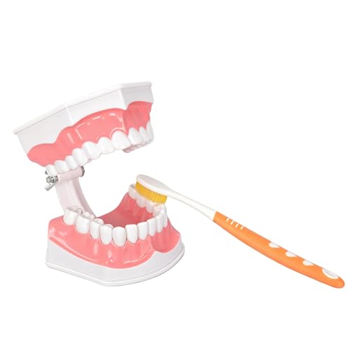 Ultrassist 2X Enlarged Dental Teeth Model with Removable Numbered Teeth