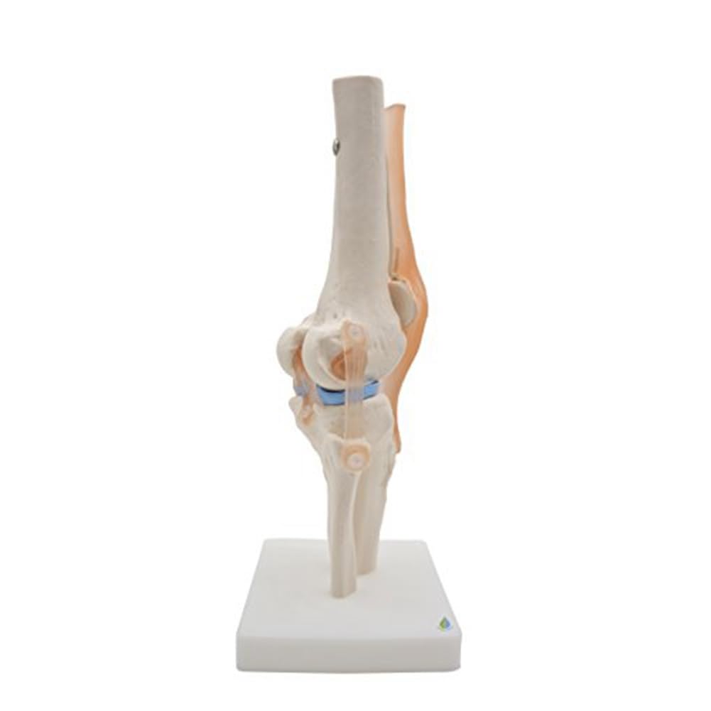Modèle anatomique de squelette d'articulation du genou humain Modèle d'enseignement avec ligaments Taille réelle