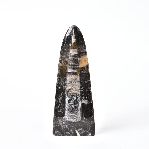 Image of JIC Gem Orthoceras Fossil Frome Morocco(5-6 Inches)