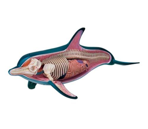 Modelo de anatomía de delfín 4D con órganos y esqueleto desmontable 5