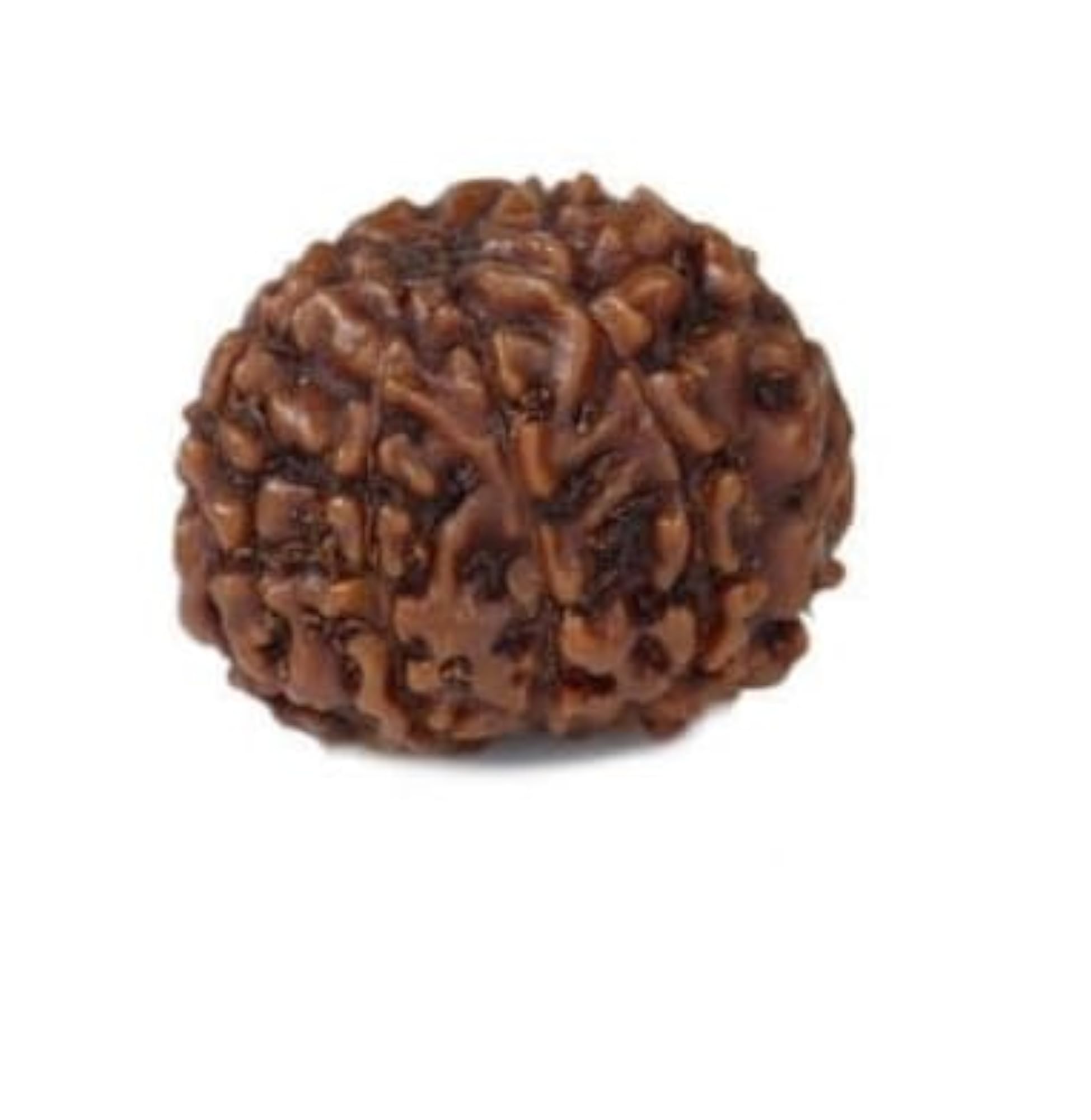 Brown 8 Mukhi Rudraksha Nepali Beads, IGL Lab Certified