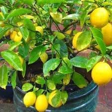 See full amazon price history chart for FarmCrane Lemon Dwarf Variety 20 seeds Hybrid FarmCrane Lemon Dwarf Variety 20 seeds Hybrid (B07T1BM1TR) Amazon Price History, Amazon Price Tracker