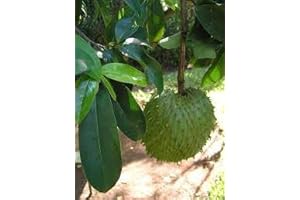 Guanabana Adventure: Cultivate Your Own Fruiting Trees