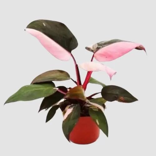 Mphmi Seedless Plant Plants Philodendron Pink Princess Plant Sapling (1pc) (B0CVVQBSXZ) Amazon Price History, Amazon Price Tracker