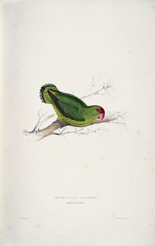 Posters et art pour décoration chambre Agapornis Taranta