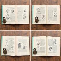 Amazon.co.jp: 1898年チェコの古い植物図鑑アンティーク ヴィンテージ