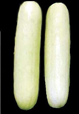 Golden Hills Farm hybrid seeds F1 Cucumber White Long 50+ seeds (B094H8H1KR) Amazon Price History, Amazon Price Tracker